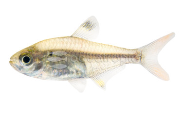 Pristella Tetra :: 71027