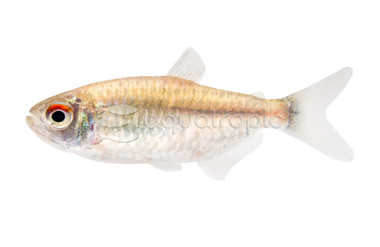 Red Eye Tetra :: 71028