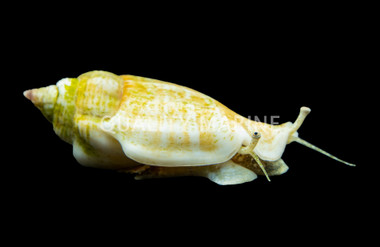 Fighting Conch Snail :: 57076