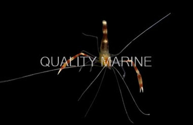 Yellow Coral Banded Shrimp :: 57505