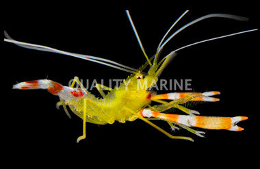 Yellow Coral Banded Shrimp :: 57505