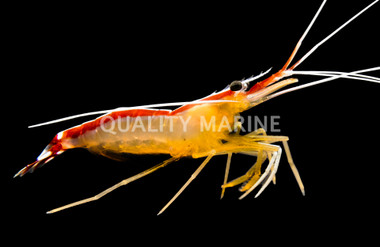 Scarlet Skunk Cleaner Shrimp :: 57509