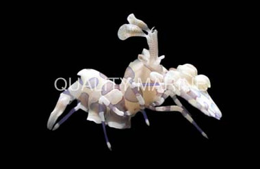 Harlequin Shrimp :: 57520