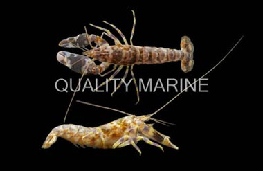 Tiger Pistol Shrimp :: 57543