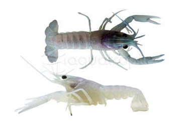 Electric Blue Lobster :: 90004