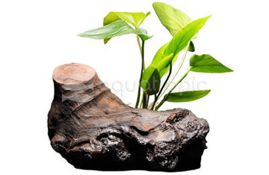 Anubias on Driftwood :: 80209