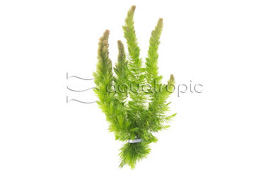 Hornwort - bunch :: 80217