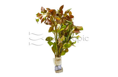 Red Ludwigia - bunch :: 80218