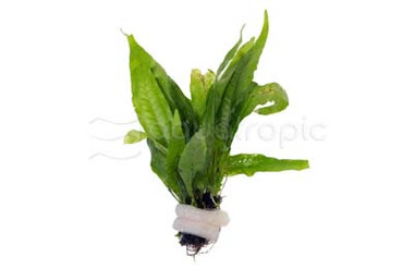 Java Fern (rooted) :: 80233