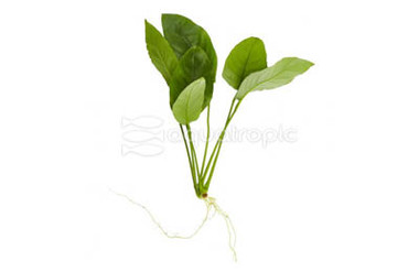 Anubias nana (M) :: 80237