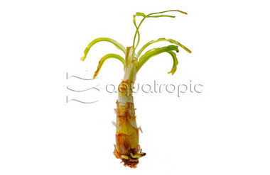 African Onion Crinum :: 80306