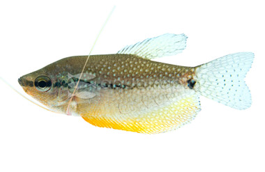 Pearl Gourami :: 18844