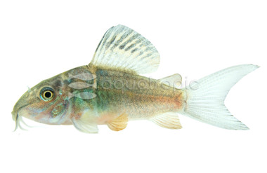 Emerald Green Cory Catfish :: 98309