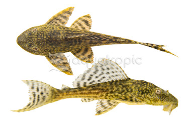 Trinidad Plecostomus :: 34511