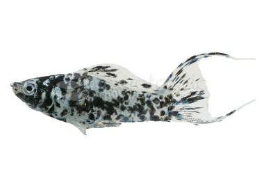 Dalmatian Lyretail Molly :: 51136