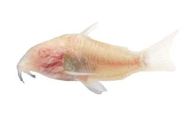 Albino :: 69075