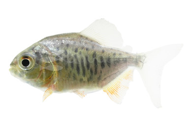 Red Pacus :: 99296