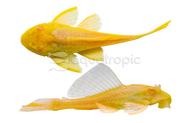 Albino Sailfin Marble Plecostomus L-83 :: 99620