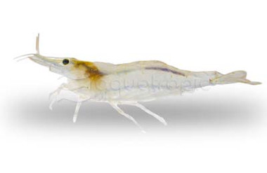 Flower Bamboo Juvenile :: 19579