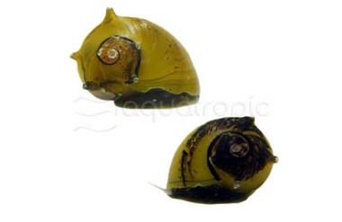 Yellow Horned Nerite Snail :: 94493