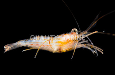 Junda Lin's Peppermint Shrimp :: 57606