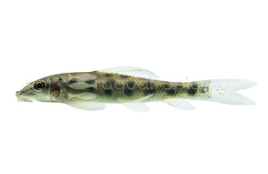 Chinese Algae Eater :: 00000