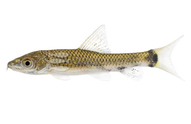 Flying Fox Silver Algae Eater :: 00201