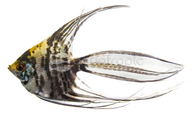 Mixed Veil Angelfish :: 03114