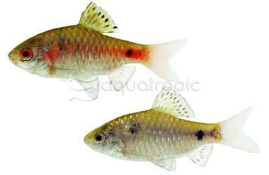 Odessa Barb :: 08005