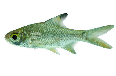Red Tail Tinfoil Barb :: 08015