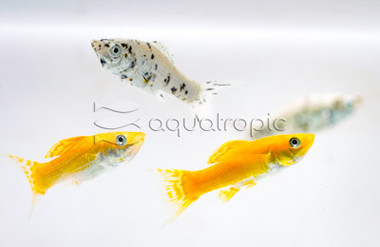 Mixed Lyretail :: 47101