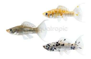 Mixed Lyretail Molly :: 47101