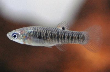 Tiburon Limia Molly :: 47400