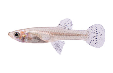 Mosquito Fish :: 48000
