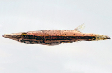 Green Spotted Crocodile Pike  :: 49504