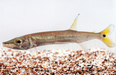 Yellow Tail Barracuda  :: 49505