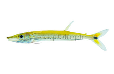 Red Tail Barracuda :: 49521