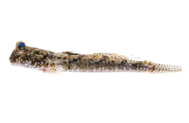Graceful Mudskipper  :: 49524