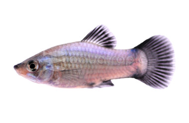 Blue Neon Wag Platy :: 57025