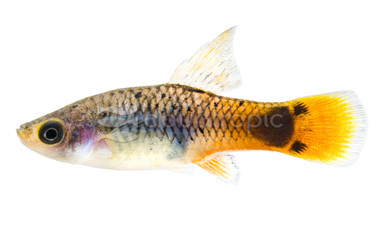Hifin Blue Sunset Platy :: 57200