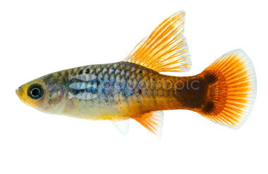 Hifin Blue Coral Platy :: 57201