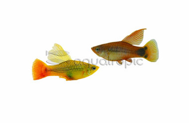 Hifin Green Platy :: 57208