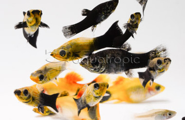 Platy Feeder :: 57300