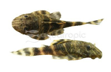 Clown Striped Plecostomus L-103 :: 58033