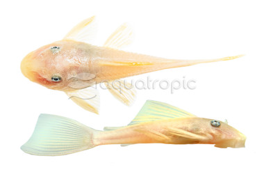 Blue Eye Lemon Bushy Nose Plecostomus :: 58037