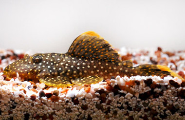 Gold Nugget Plecostomus L081 :: 58056