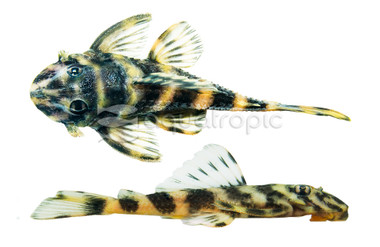 Butterfly Plecostomus L-52 :: 58061