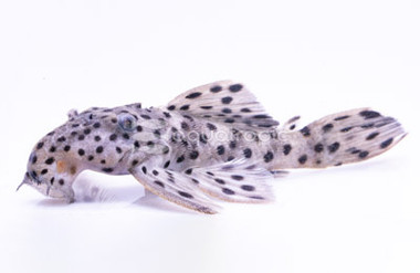 Sultan Plecostomus L-264 :: 58072