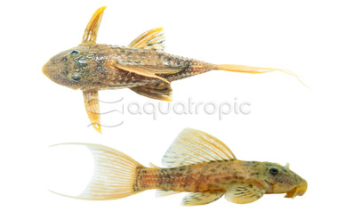 Spiny Monster Plecostomus L096 :: 58086