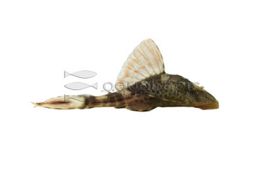 Red Peruvian Plecostomus :: 58100